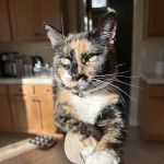 Lone Tree Animal Care