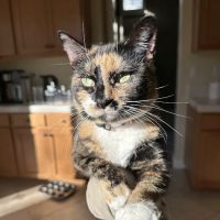 Lone Tree Animal Care ico
