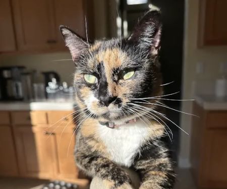 Lone Tree Animal Care