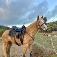 Moore's Mobile Veterinary Services ico