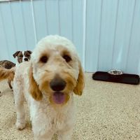 Zeeland Veterinary Service ico
