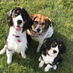 Hometown Veterinary Care in Byron Center