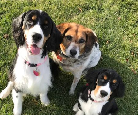 Hometown Veterinary Care in Byron Center