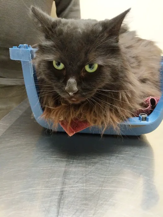 Hometown Veterinary Care in Byron Center Picture 8
