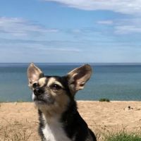 Byron Center Animal Hospital ico