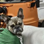 Howard City Veterinary Services