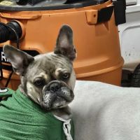 Howard City Veterinary Services ico