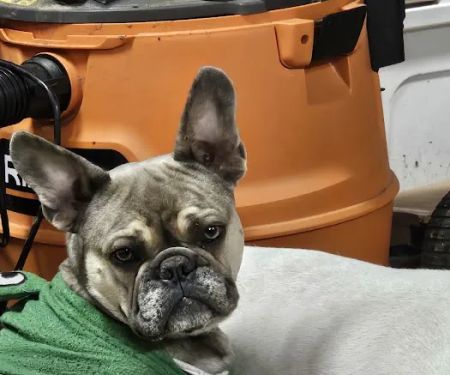 Howard City Veterinary Services