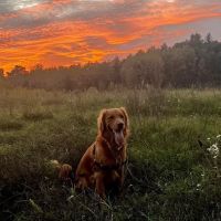 Wholehearted Veterinary Care ico