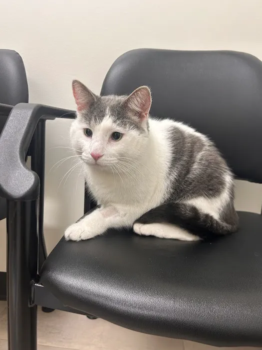 Wholehearted Veterinary Care Picture 5