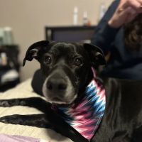VCA Knapp's Corner Animal Hospital ico