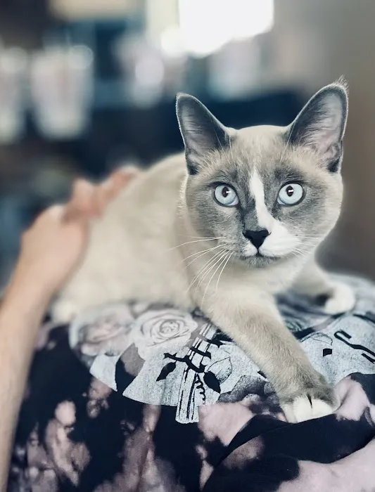 Fur Wellness Animal Clinic Picture 3