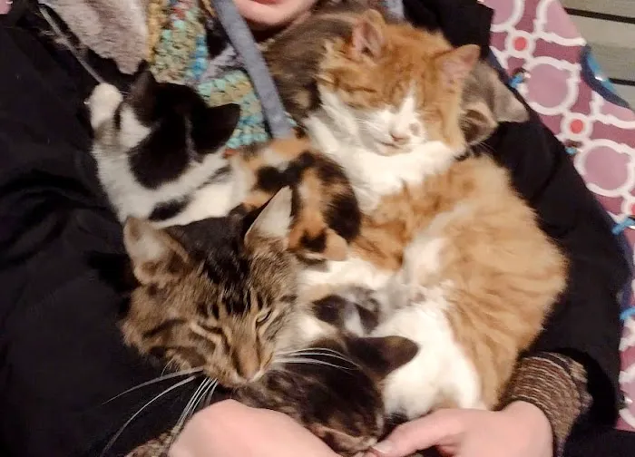 Fur Wellness Animal Clinic Picture 4