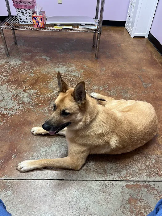 Fur Wellness Animal Clinic Picture 1