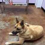 Fur Wellness Animal Clinic