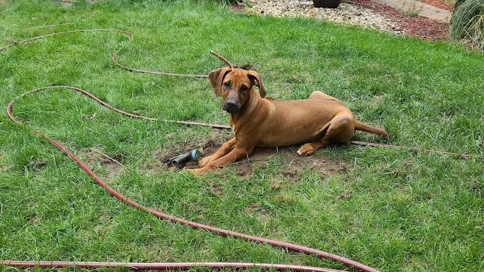 Fur Wellness Animal Clinic Picture 7