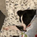 Great Lakes Hospital for Animals