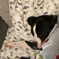 Great Lakes Hospital for Animals ico