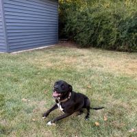 Great Lakes Veterinary Surgical Center ico