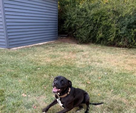 Great Lakes Veterinary Surgical Center