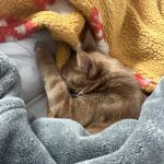 Animal Emergency and Specialty Hospital of Grand Rapids