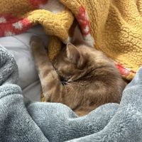 Animal Emergency and Specialty Hospital of Grand Rapids ico