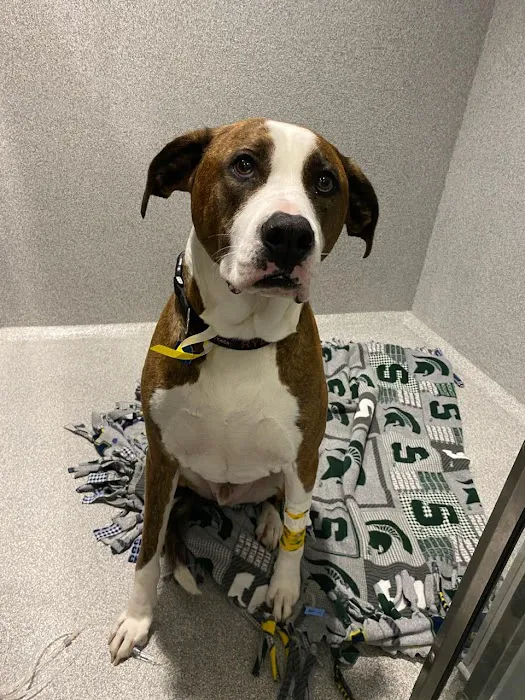 Animal Emergency and Specialty Hospital of Grand Rapids Picture 3