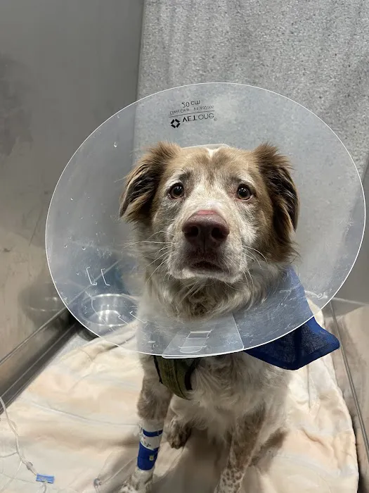 Animal Emergency and Specialty Hospital of Grand Rapids Picture 6