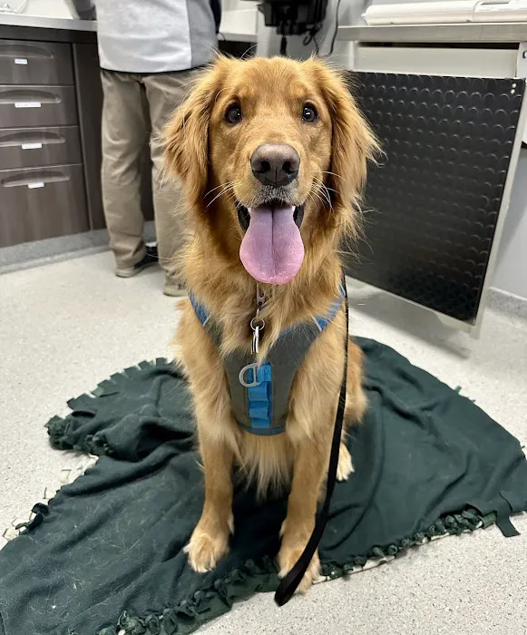 Animal Emergency and Specialty Hospital of Grand Rapids Picture 10