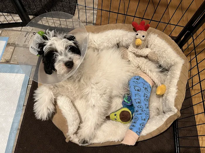Animal Emergency and Specialty Hospital of Grand Rapids Picture 9