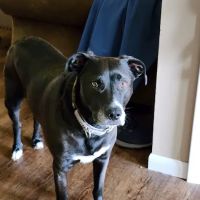 Grand Rapids Vet Clinic ico