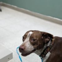 Mitten Animal Clinic | M.A.C ico