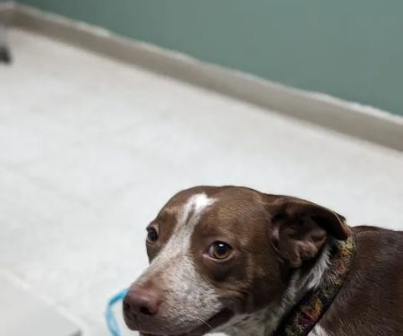 Mitten Animal Clinic | M.A.C