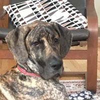Scholfield Veterinary Hospital, NOW Mitten animal Clinic ico