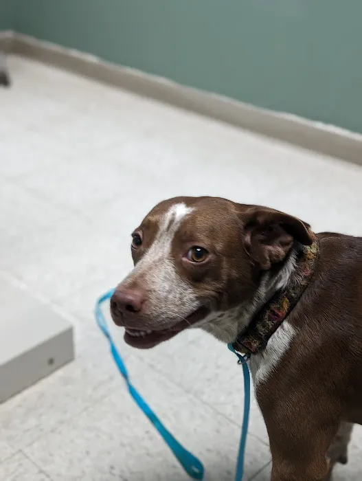 Scholfield Veterinary Hospital, NOW Mitten animal Clinic Picture 5