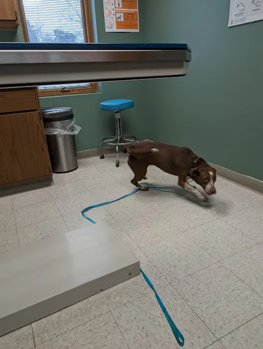Scholfield Veterinary Hospital, NOW Mitten animal Clinic Picture 4