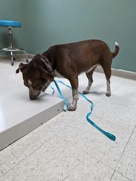 Scholfield Veterinary Hospital, NOW Mitten animal Clinic Picture 7