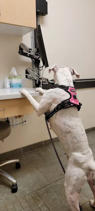 VCA Woodland Animal Hospital Picture 4