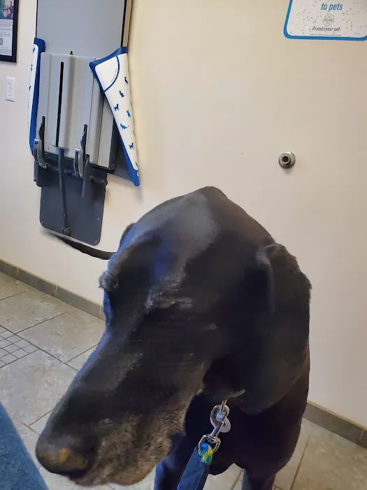 VCA Woodland Animal Hospital Picture 10
