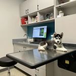 Plymouth Road Animal Clinic