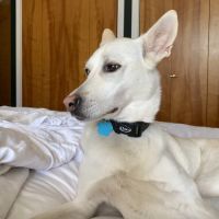 Animal Behavior Consultants of Michigan ico