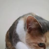 VCA Northeast Animal Hospital ico