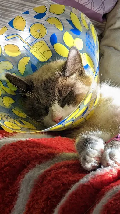 VCA Northeast Animal Hospital Picture 9