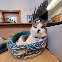 Kentwood Cat Clinic ico
