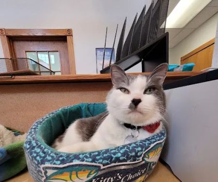 Kentwood Cat Clinic