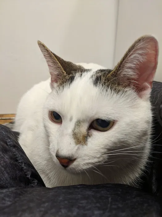 Kentwood Cat Clinic Picture 7