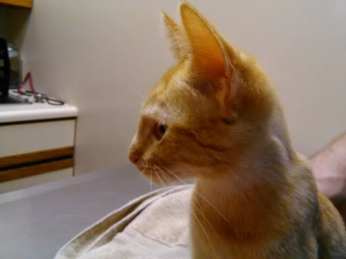 Sparta Animal Clinic Picture 2
