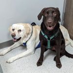 Sparta Animal Clinic