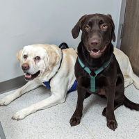 Sparta Animal Clinic ico