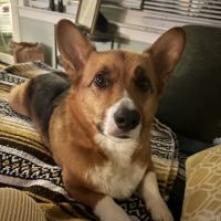 Stone Hill Veterinary Clinic ico